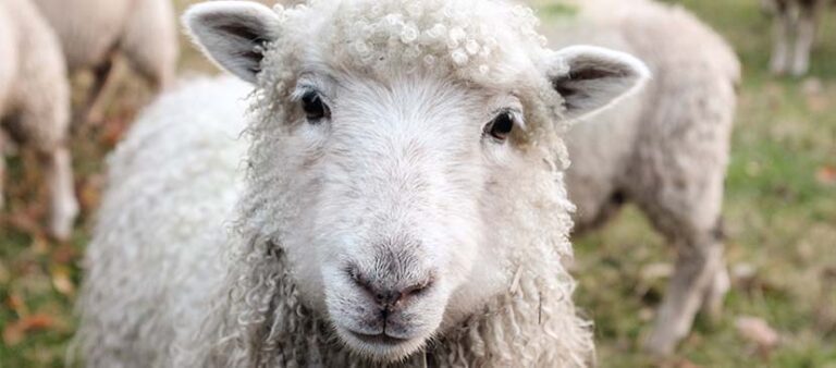 Generics bring wider availability and access to veterinary medicines