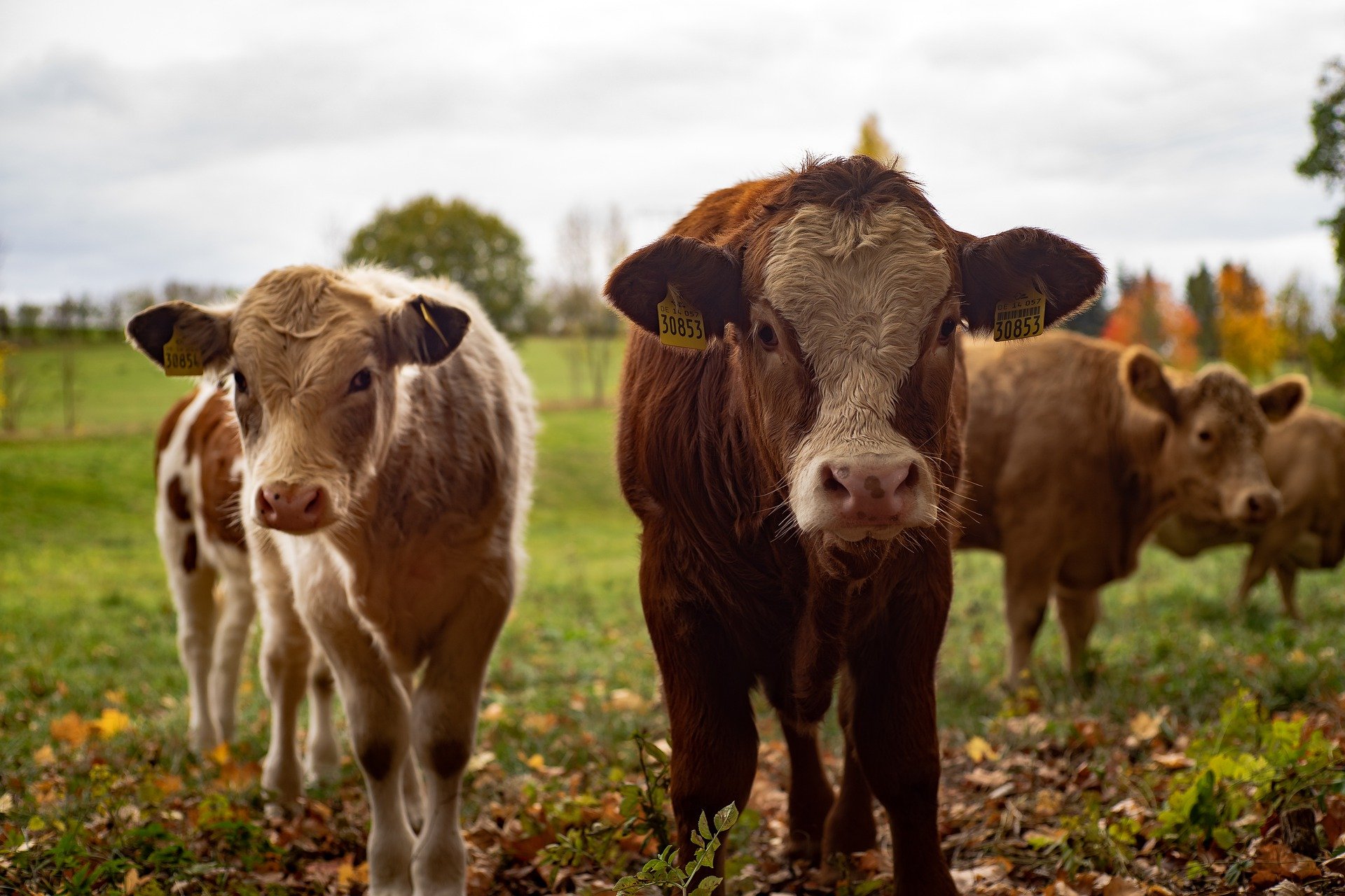 Cows on a field_RenéSchindler_Pixabay
