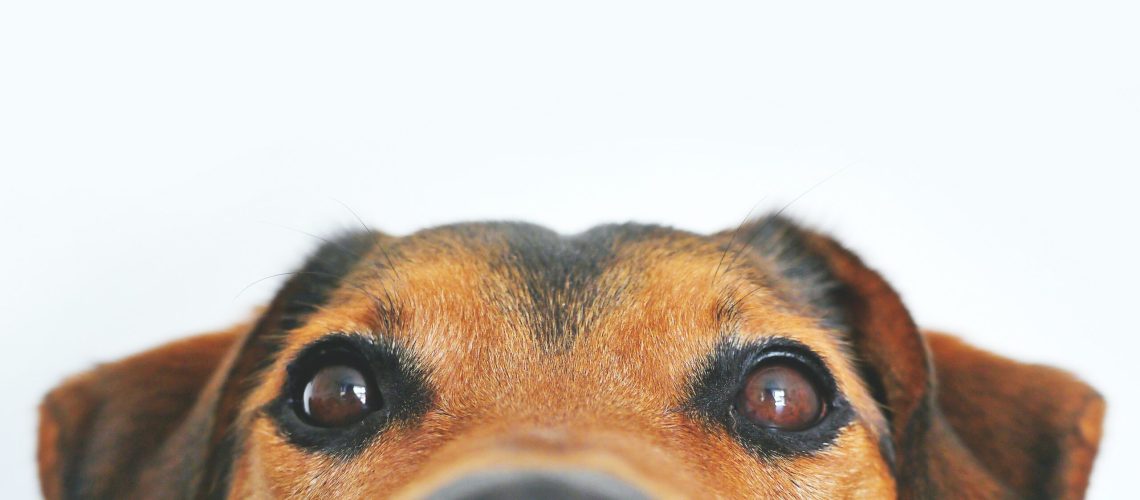 Dog peeking
