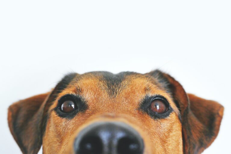 Dog peeking